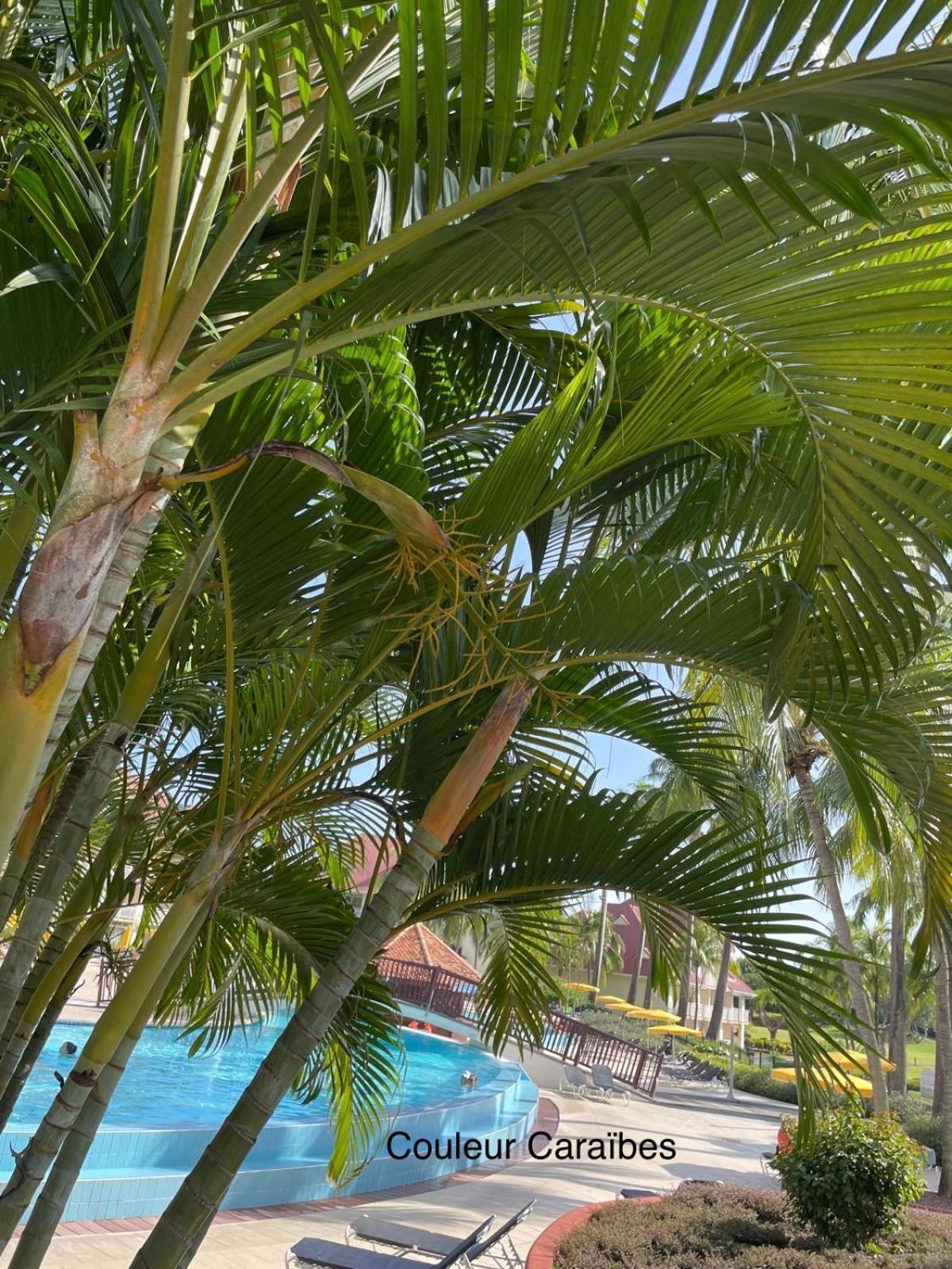 Couleur Caraibes-Cocobeach Martinique Pierre Et Vacances Sainte-Luce Kültér fotó